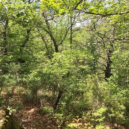 De Musgo * Valverde de la Vera