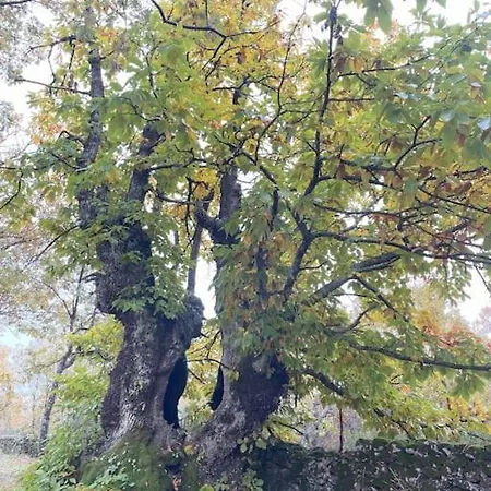 Villa De Musgo