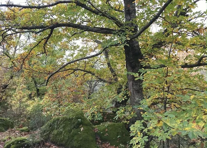 De Musgo Villa Valverde de la Vera